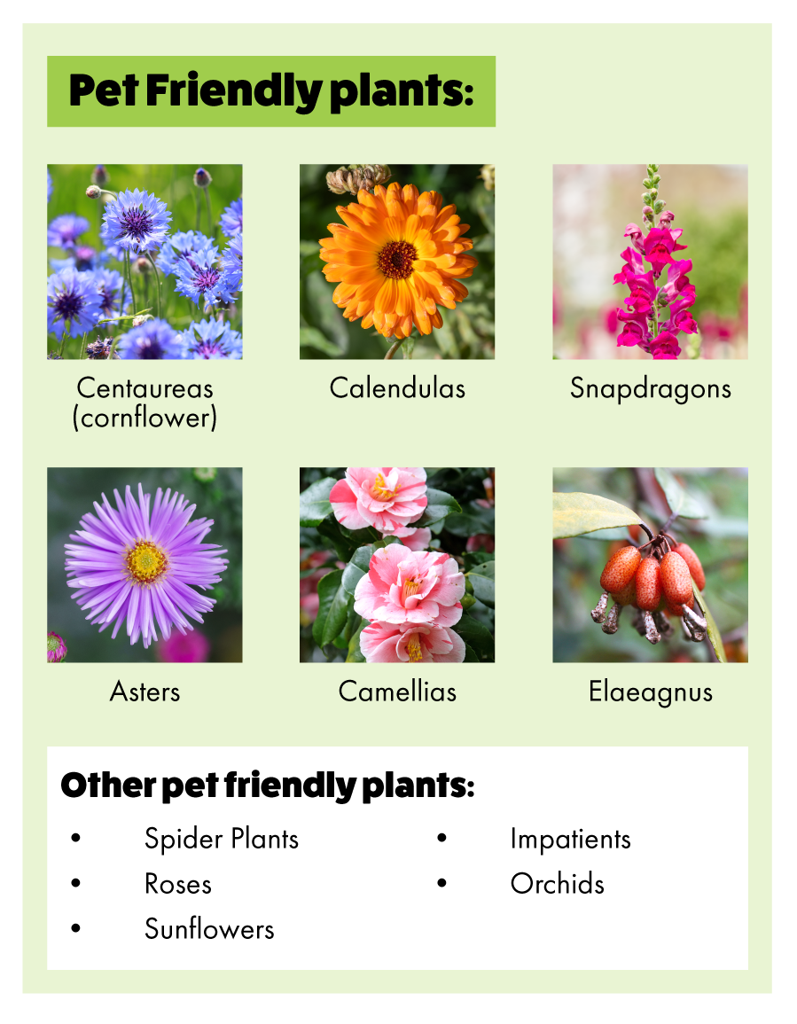 australia online plants Jacobinia Firefly - Justicia brasiliana main image 1