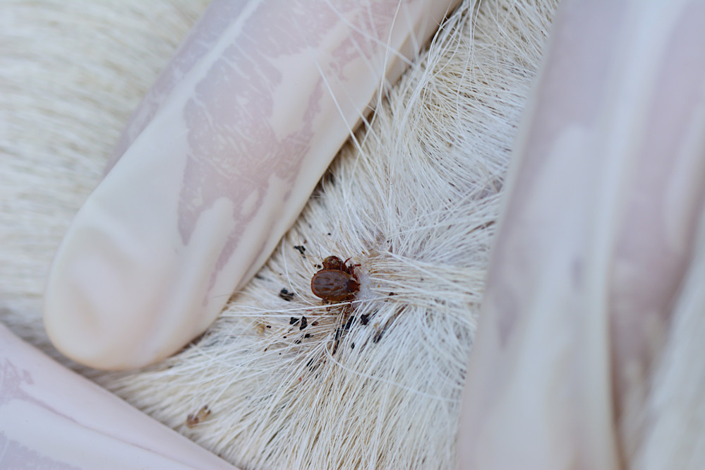 White fur, tick bite on dog skin, close up with medicine gloves in shot.