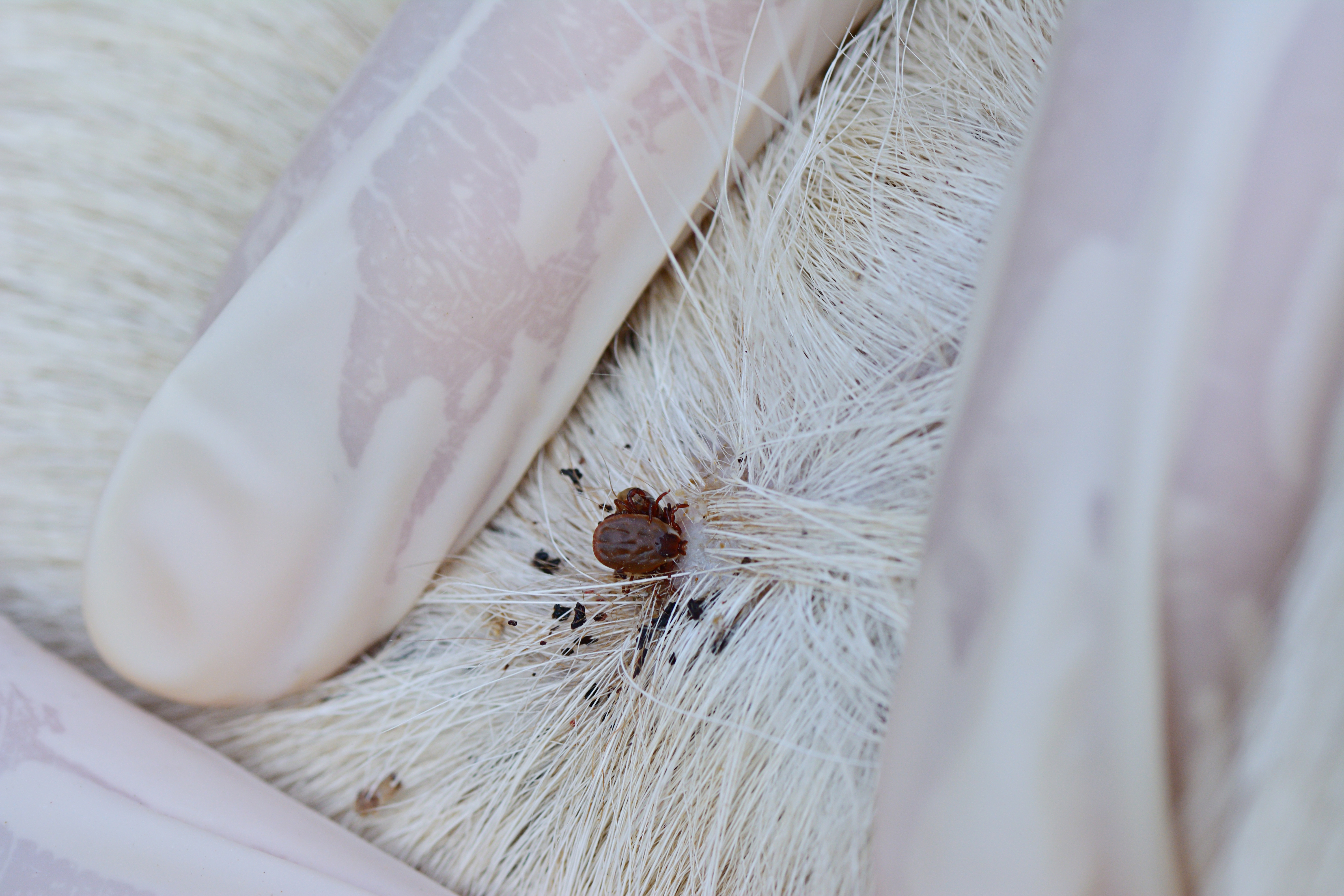 White fur, tick bite on dog skin, close up with medicine gloves in shot.