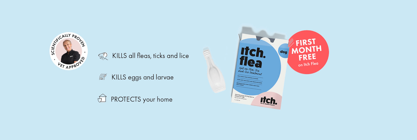 Flea meds for pregnant dogs online