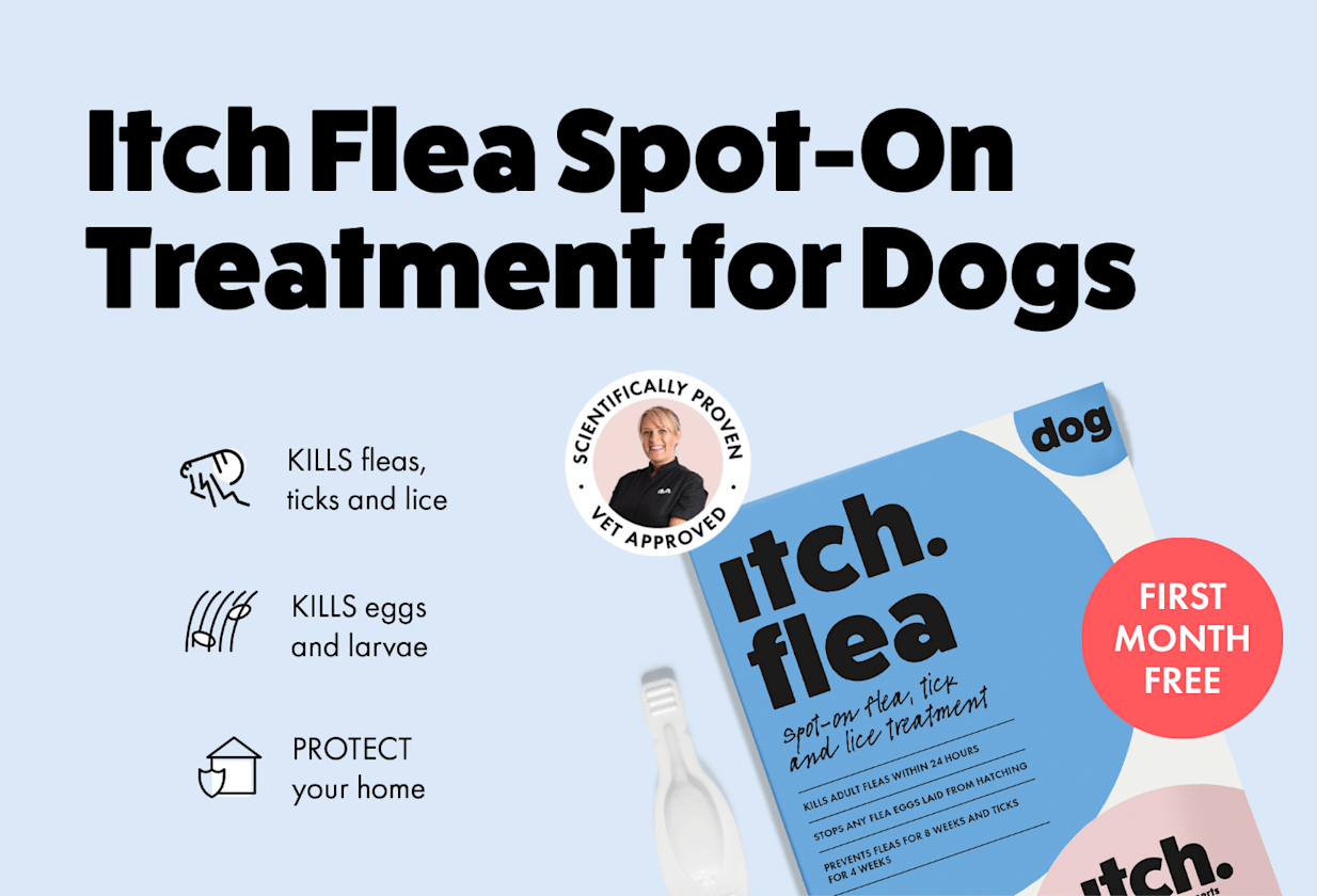 Flea Control for Pregnant Dogs: Safe and Effective Solutions