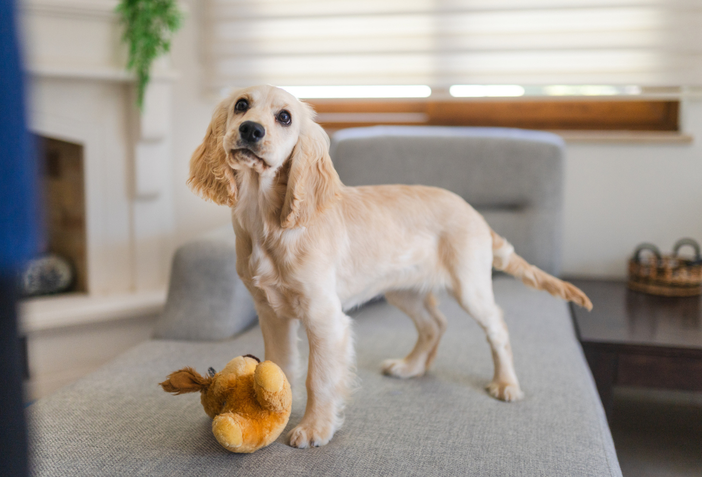 white groomed dog stood on sofa with toy