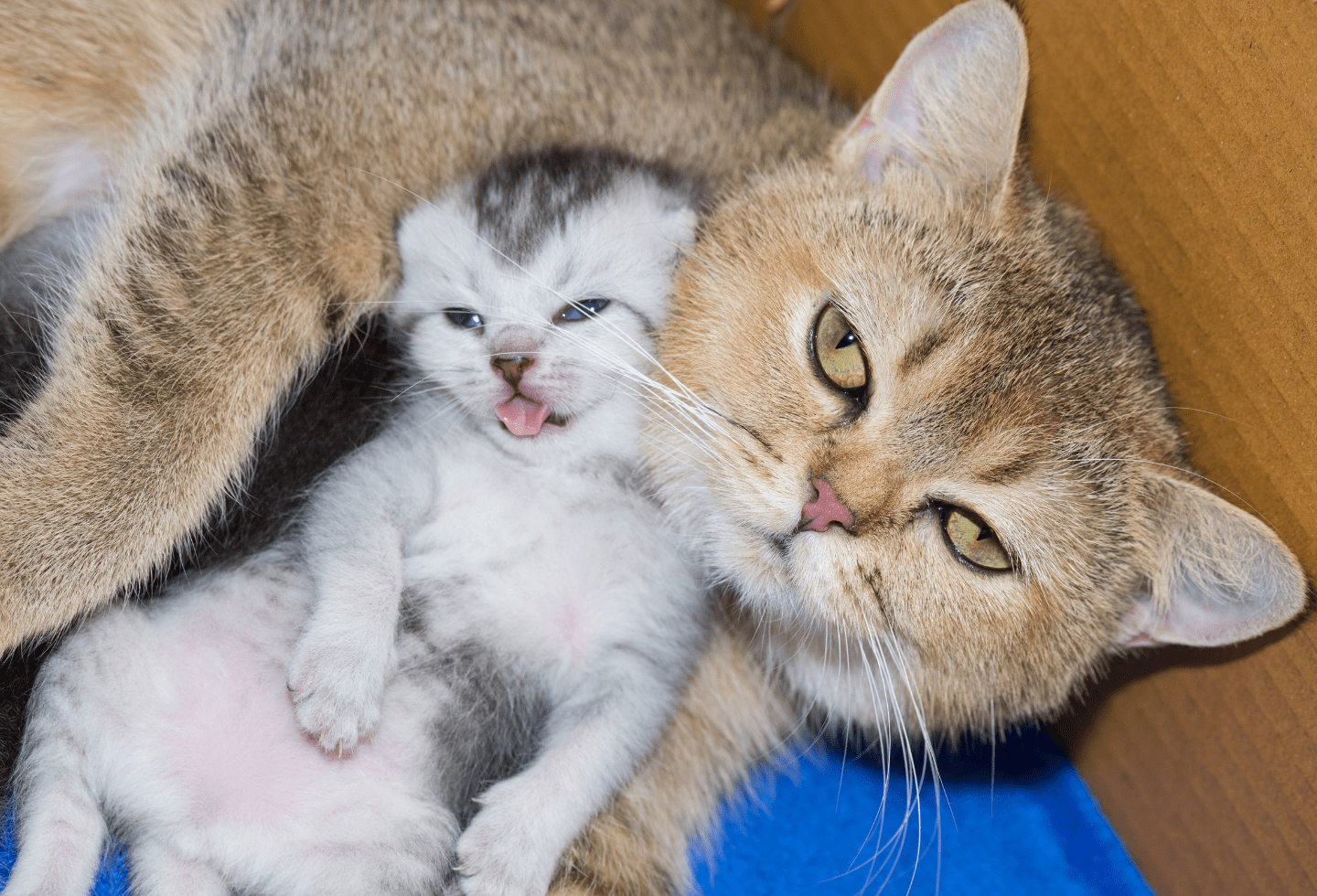 Safe Flea Treatments For Pregnant Cat photo