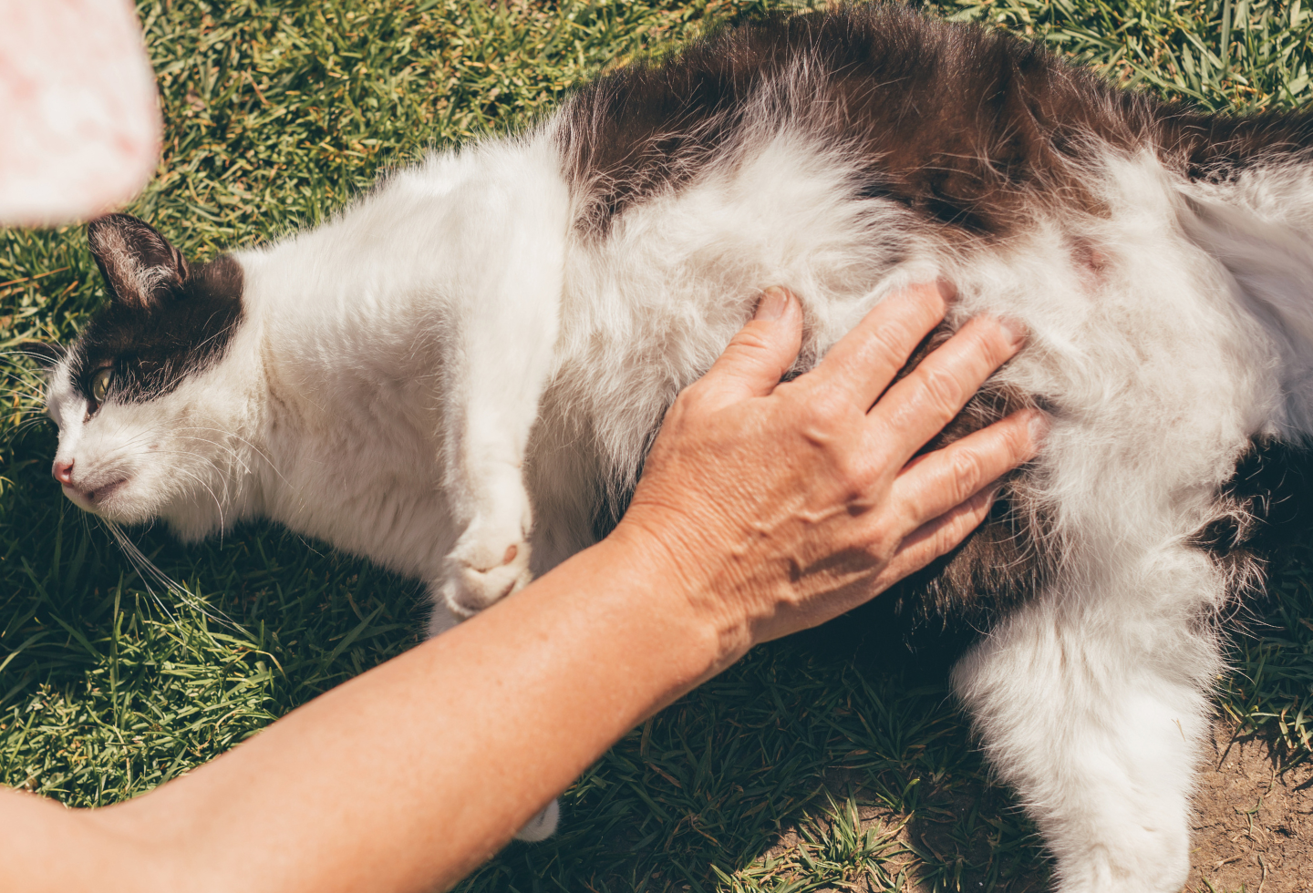 Pregnant cat lying on grass being stroked by hand of owner