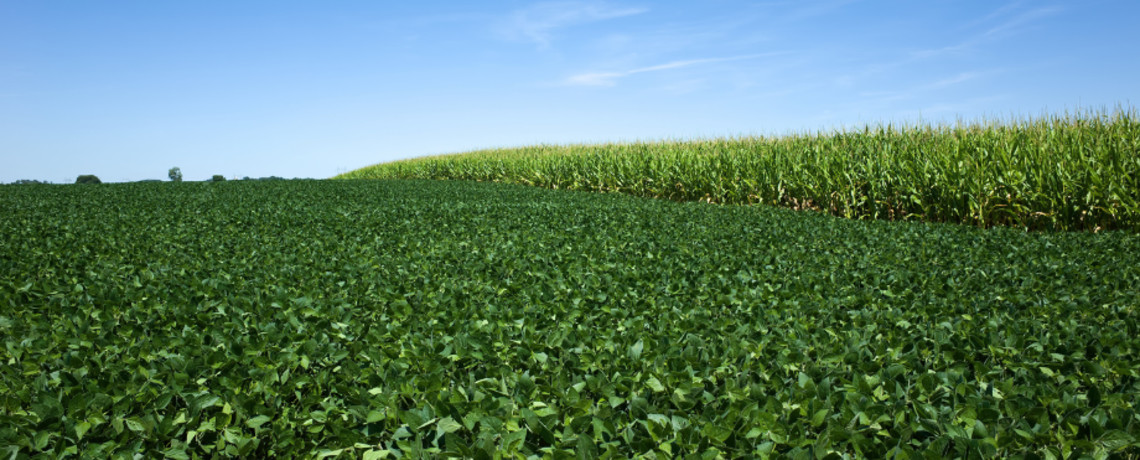 Benefits and Management of Crop Rotation | Bayer