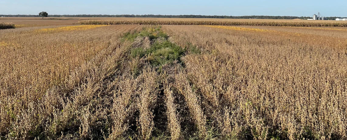 Voles, small rodents that thrive in agricultural environments, can pose significant challenges for farmers, particularly in no-till and cover crop systems.