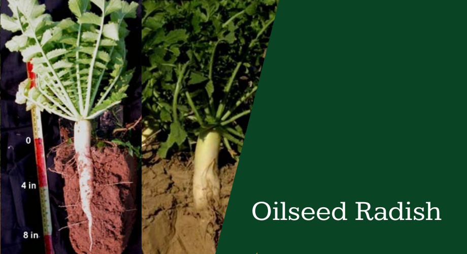 Oilseed Radish