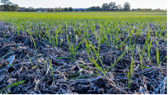 Uses And Benefits Of Cover Crops | Bayer