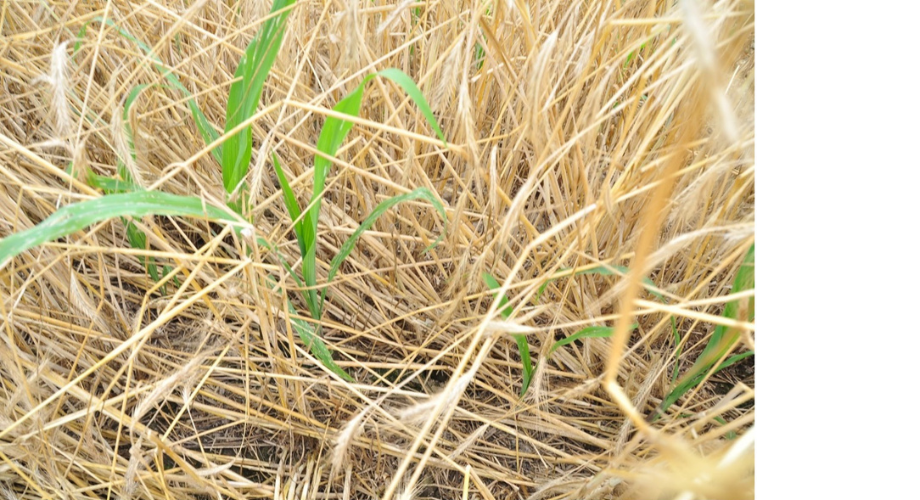 spindly corn in cover crops