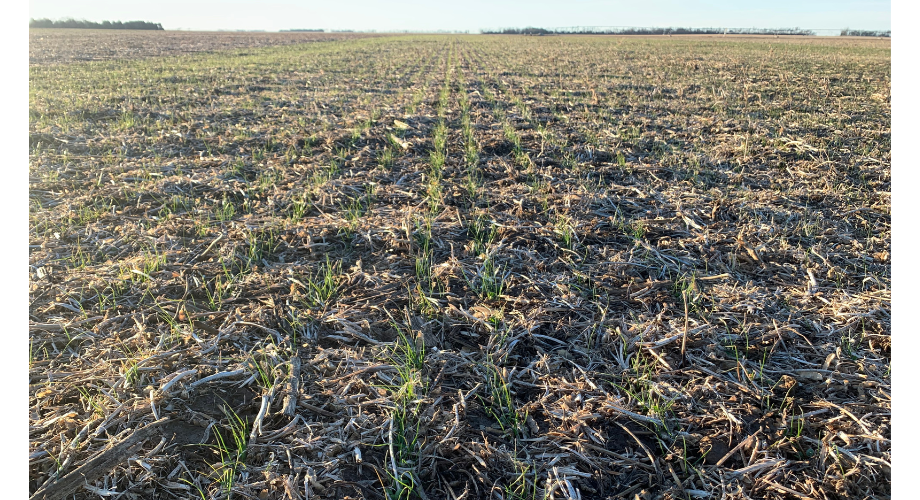 Cereal Rye 