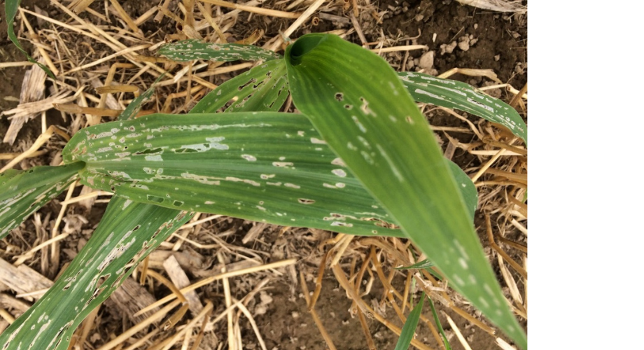 slug damage in corn