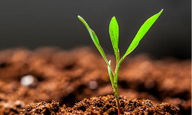 A seedling in soil