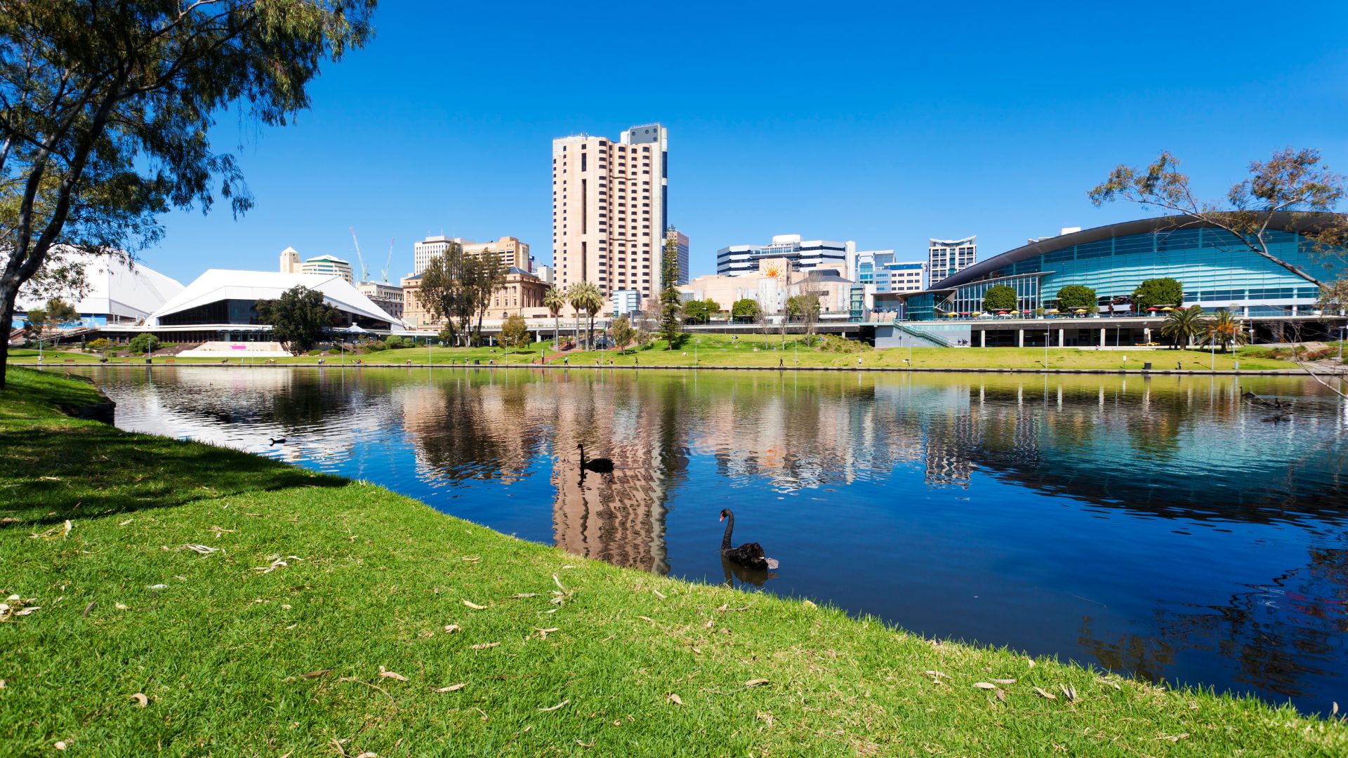 A cityscape view of Adelaide, Australia, featuring tall buildings, the riverbank, green grass, and black swans swimming in the reflective water under a clear blue sky.