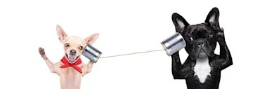 Image of two dogs using cans as a telephone - Eight ways to improve your IELTS listening score