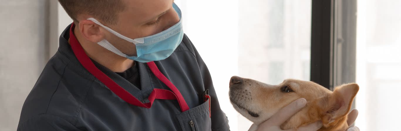 Study Animal and Veterinarians Sciences Abroad - Everything You Need to  know | IDP UAE