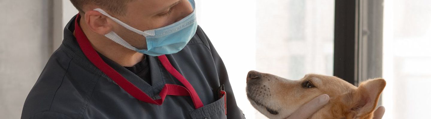 A veterinarian treating a dog
