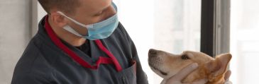  Animal and Veterinary Sciences abroad image