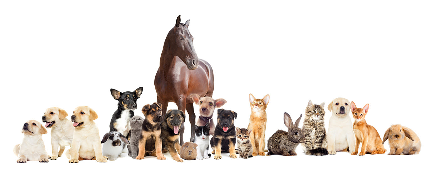 A group of pets including a horse, dogs, cats, a rabbit, and a guinea pig