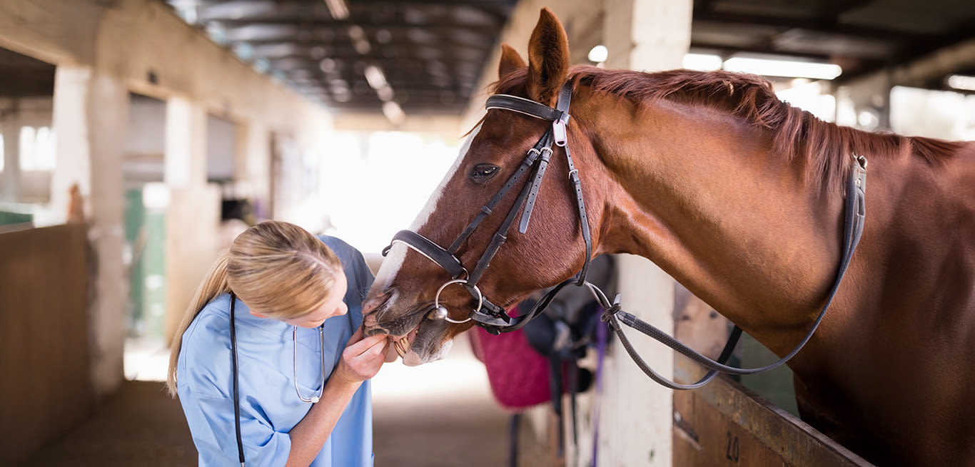 Female vet checking horse teeth while standing in stable
