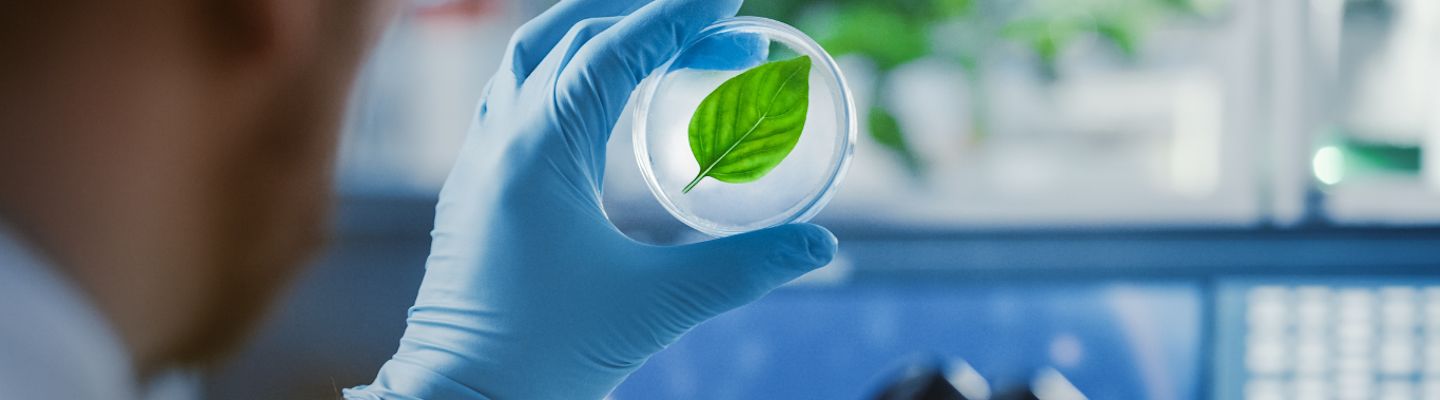 A person wearing blue gloves holds a petri dish containing a green leaf, examining it against a blurred laboratory background with equipment.