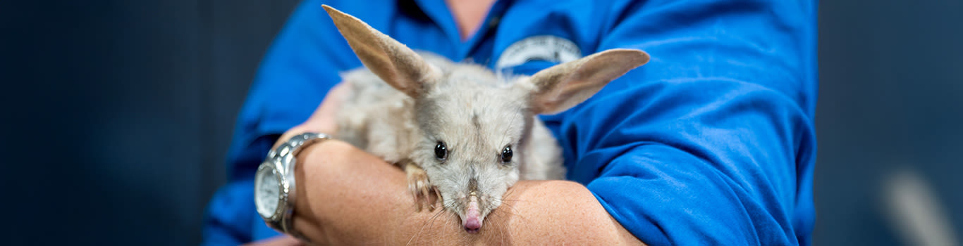 Australian Bilby 