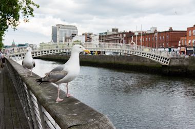 Seagulls perched on railing near Dublin's Ha'penny Bridge, with historic brick buildings and cloudy skies in background