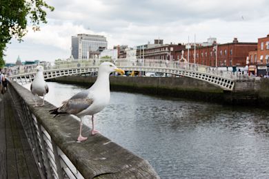Seagulls perched on railing near Dublin's Ha'penny Bridge, with historic brick buildings and cloudy skies in background