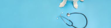 Puppy dog border collie paws and stethoscope isolated on blue background. 