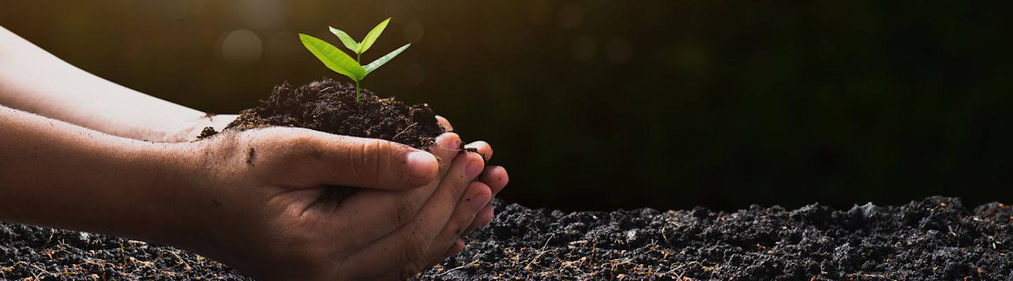 Hands holding dark soil with small green seedling sprouting, against blurred natural background with sunlight