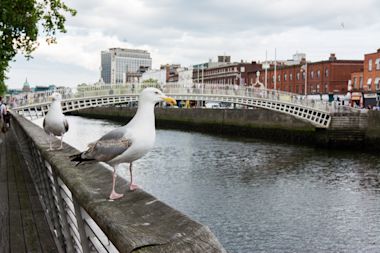 Birds sitting on a bridge over a lake in Ireland