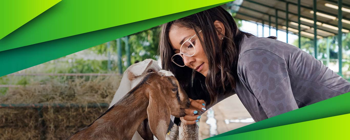  Veterinarian in grey coat examines brown and white horse in stable, with bright green geometric overlay in frame corners