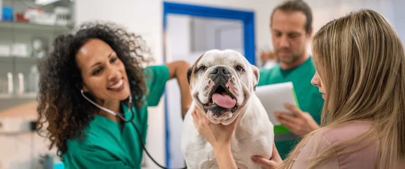 A veterinary doctor is treating a cute dog