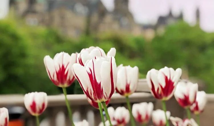 Flowers at Ottawa