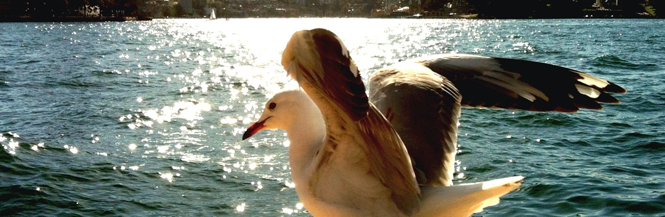 Migrating to Australia