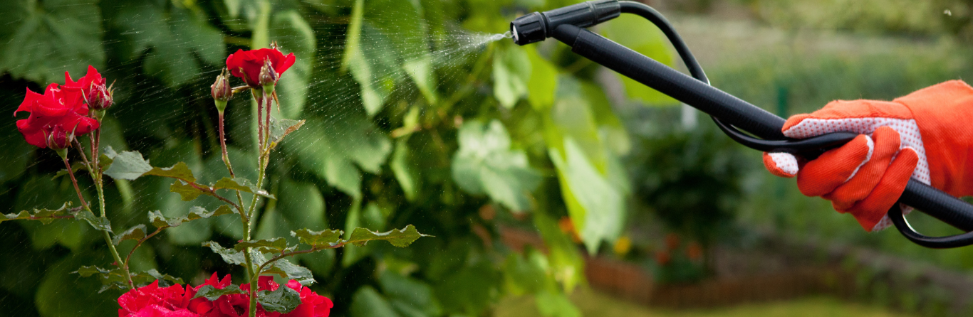A person wearing orange gloves uses a hose to spray water on red roses in a garden. Lush green leaves surround the blooming flowers, creating a vibrant and fresh outdoor scene.