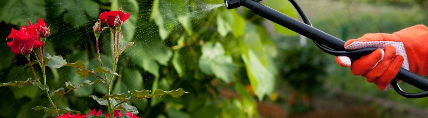 A person wearing orange gloves uses a hose to spray water on red roses in a garden. Lush green leaves surround the blooming flowers, creating a vibrant and fresh outdoor scene.