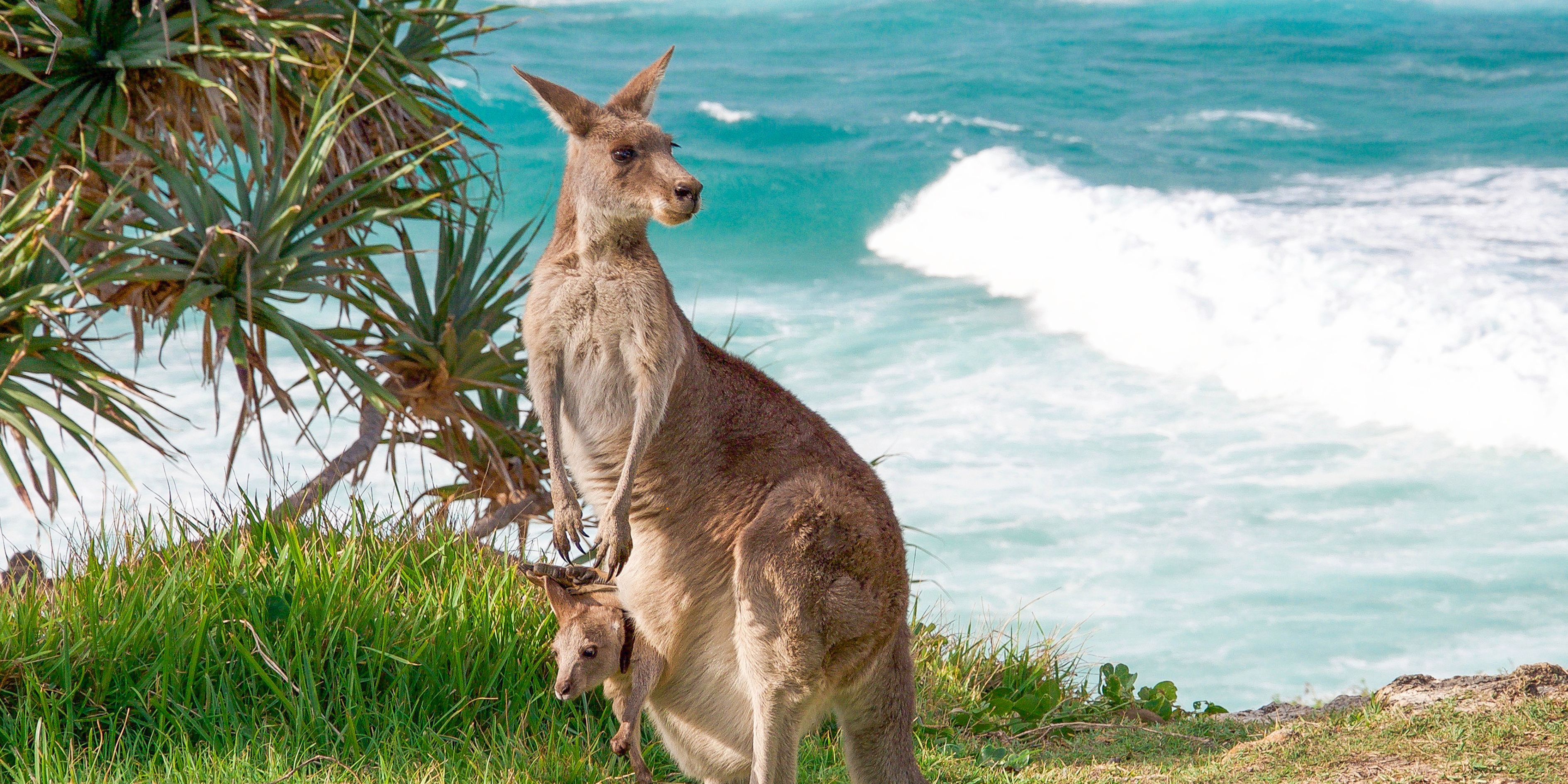 South Australia skilled migration program 2025-26