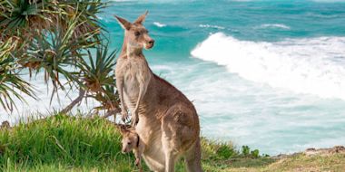 South Australia skilled migration program 2025-26