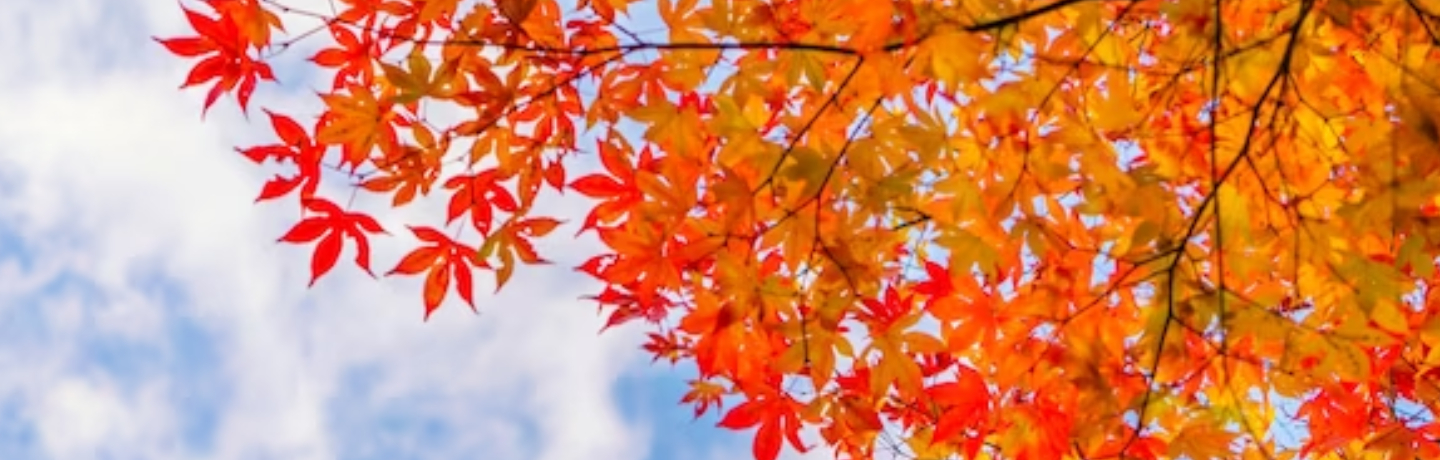 khí hậu canada