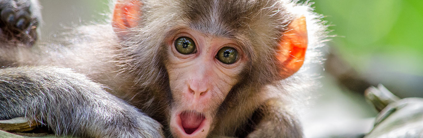 Close-up of a baby snow monkey with bright green eyes and fluffy gray fur, mouth slightly open in a surprised expression