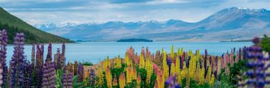 A colorful field of lupine flowers in the foreground with a calm blue lake and distant snow-capped mountains under a cloudy sky in the background.