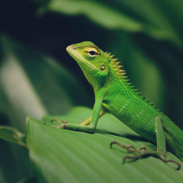 Green scaly lizard