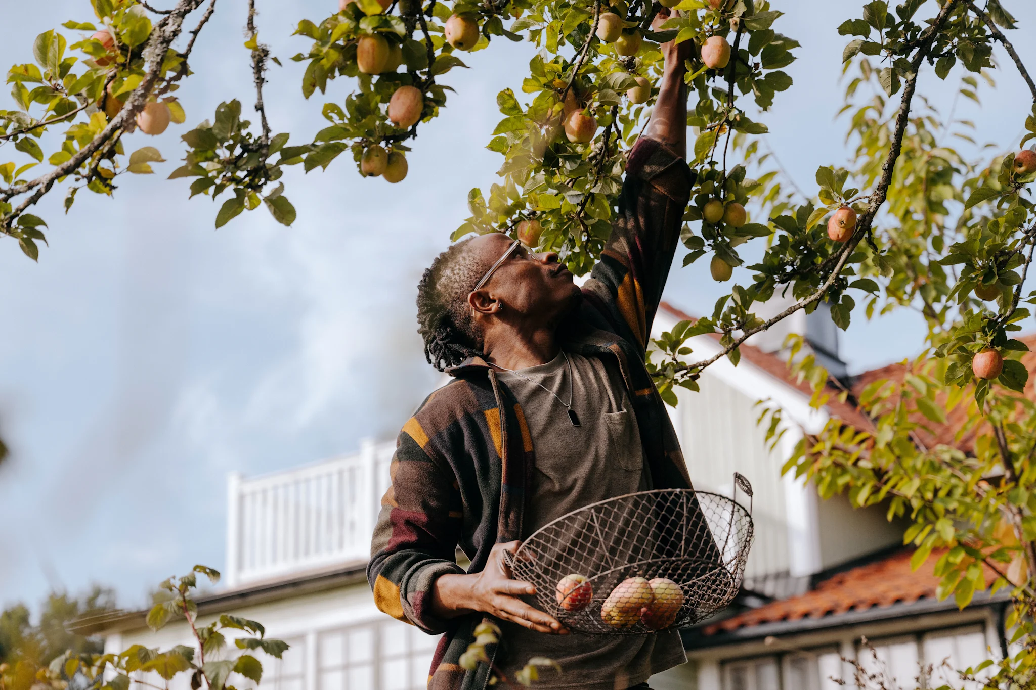 Person plockar äpplen från ett träd med en korg i handen, med ett hus i bakgrunden.
