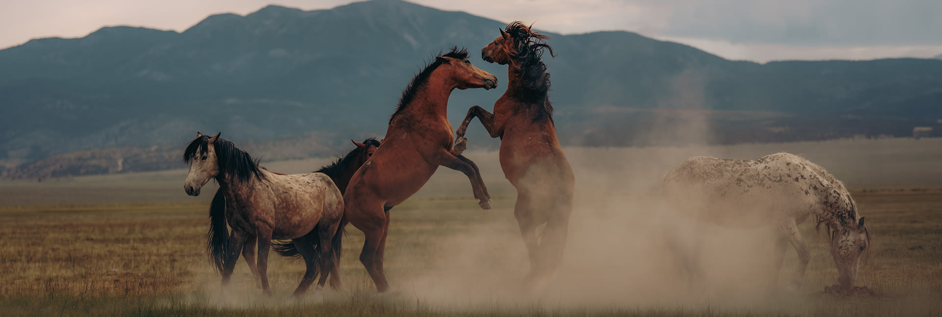 Field Note 6 - L. Renee: Into the Backcountry 