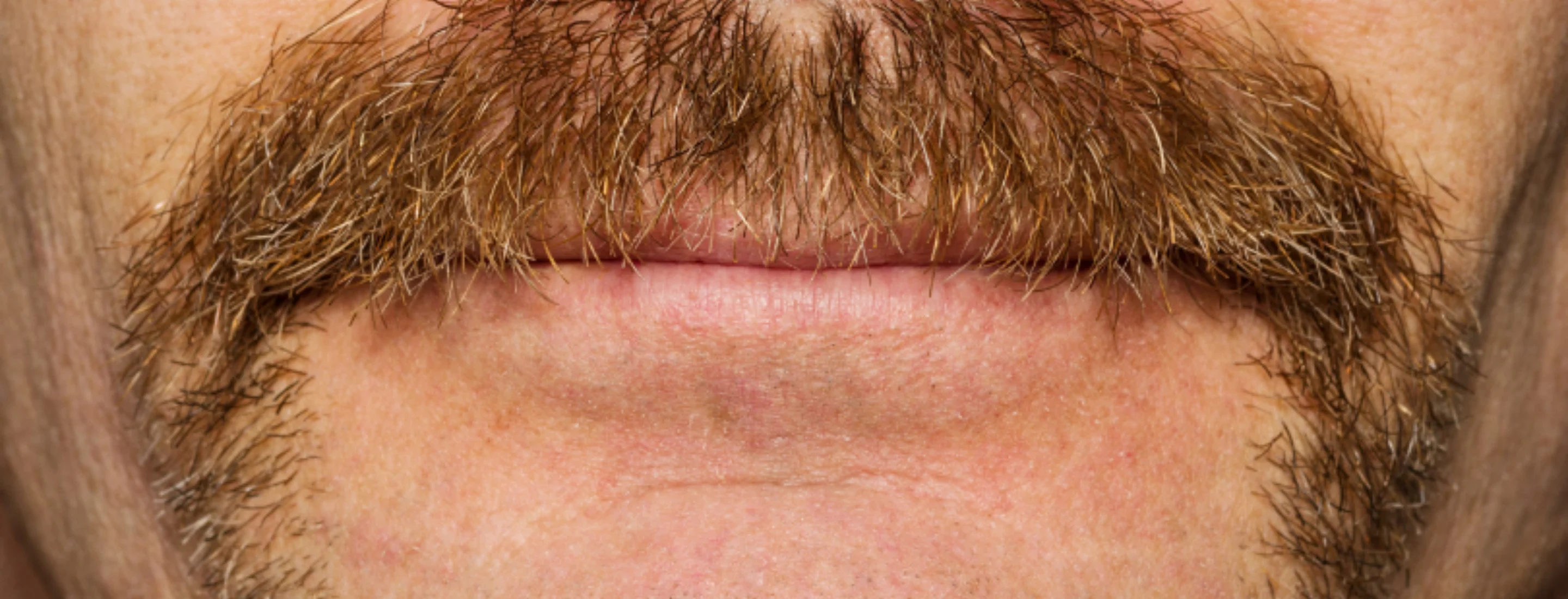 A close up of a brown handlebar moustache