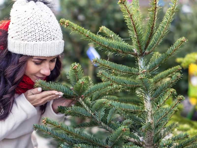 christmas-tree-buyer-killburn