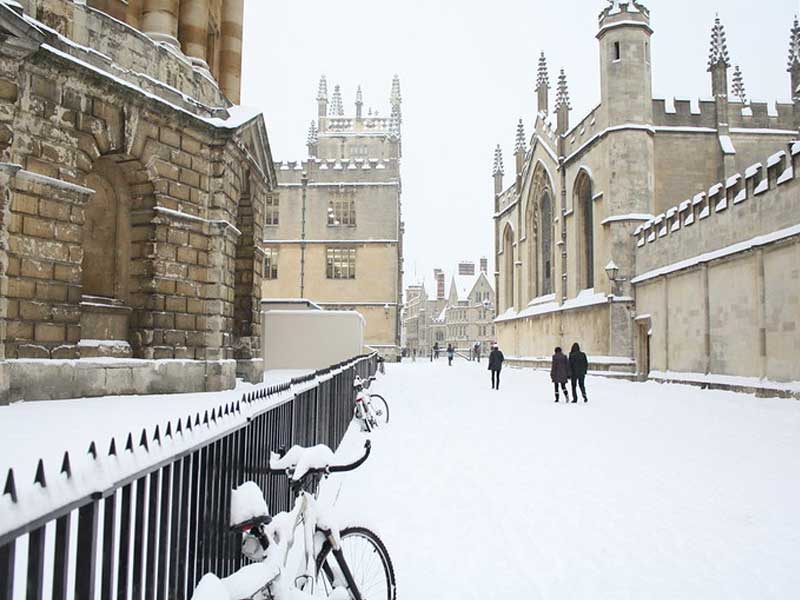 Christmas trees in South England