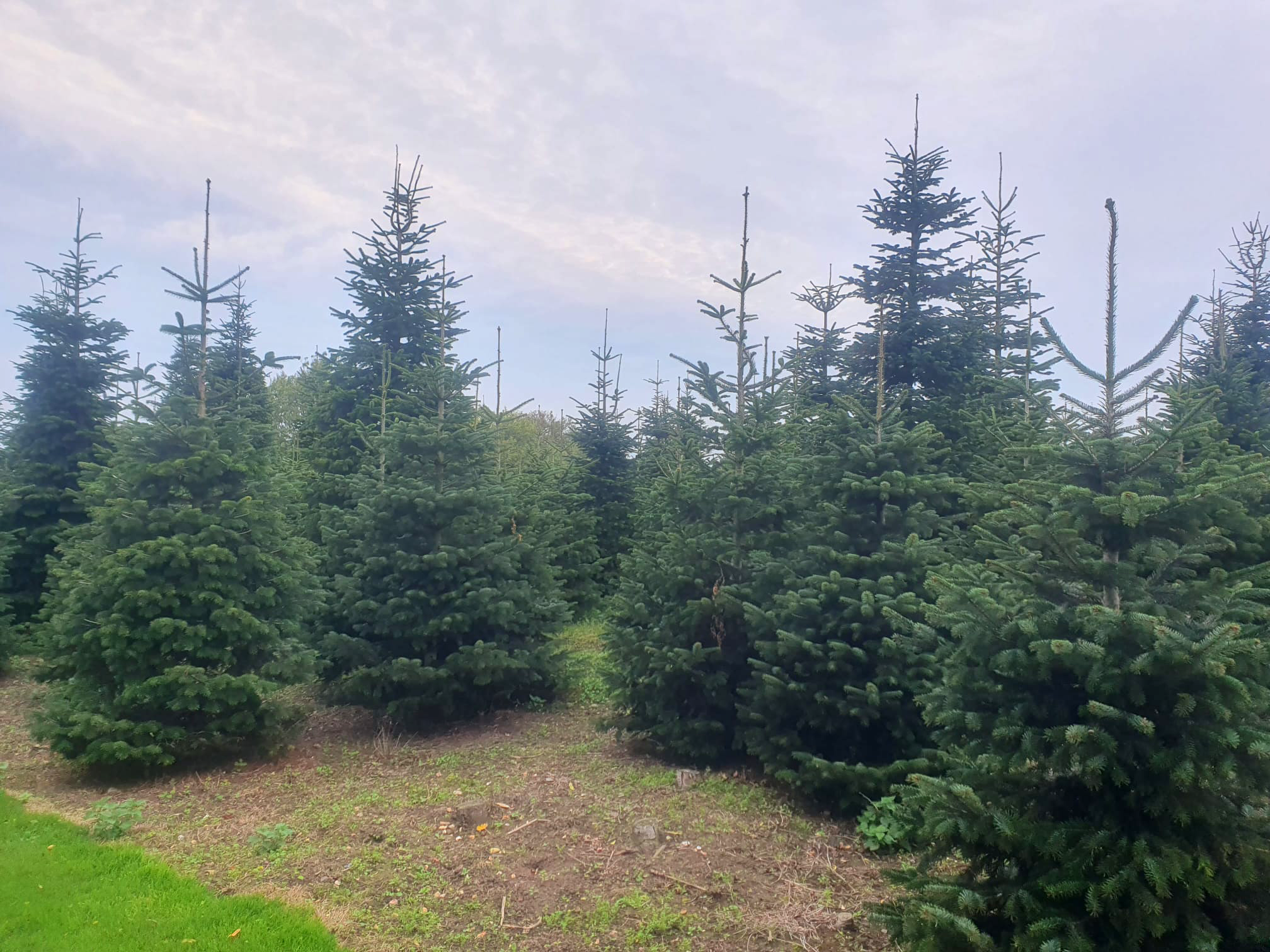 10ft–20ft Nordmann Fir Christmas Trees wholesale Christmas trees