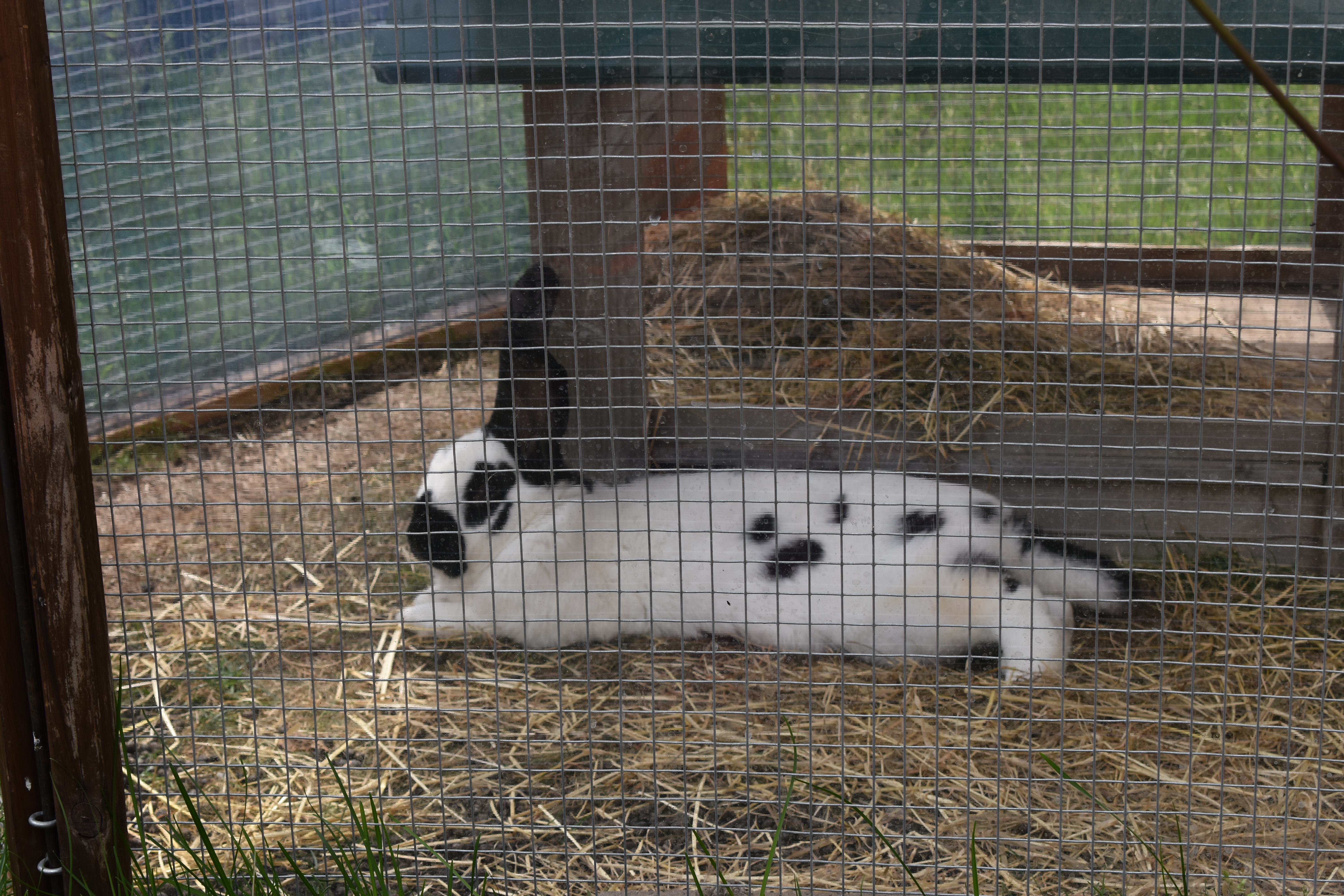 Colmar 2nd Day Grand Rue 3