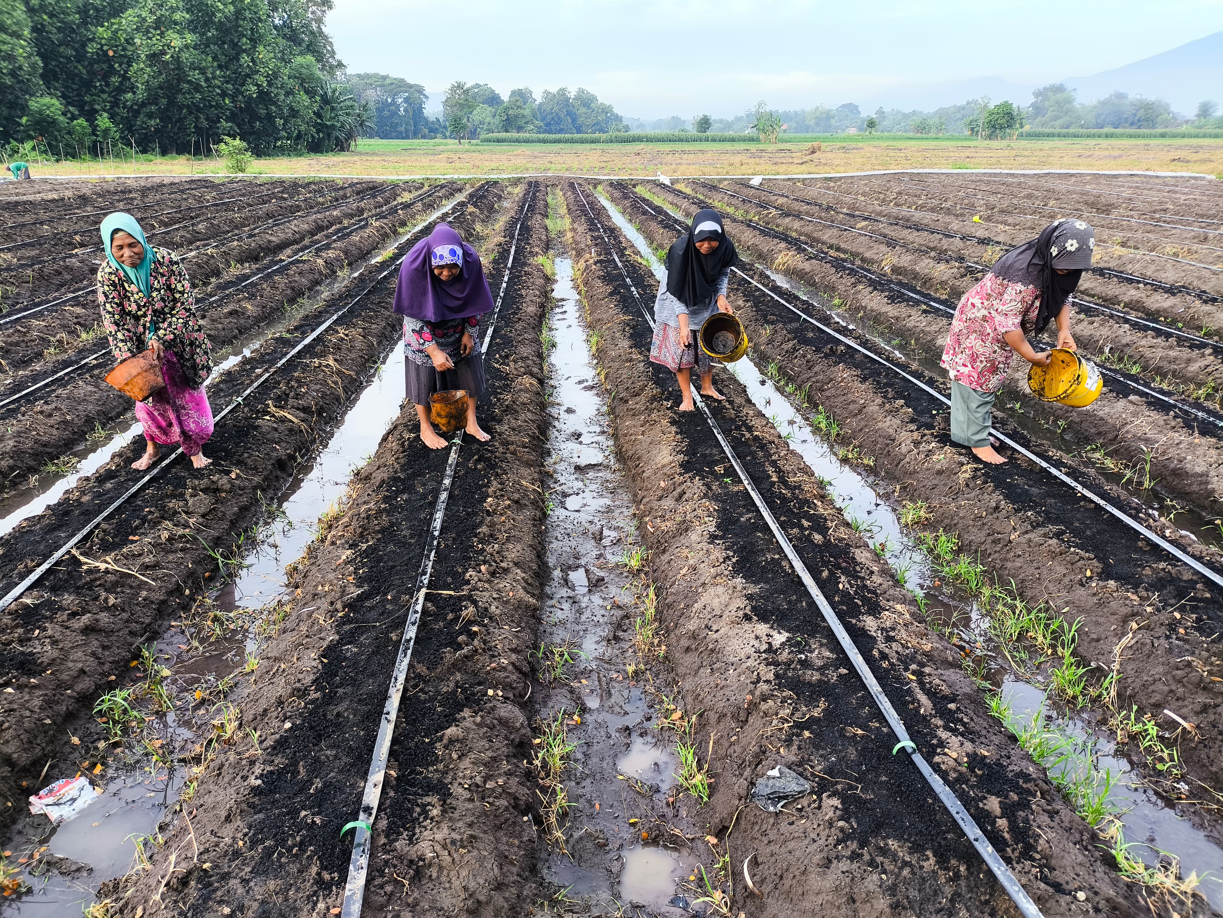 Farmers in a filed putting biochar on the seedlings